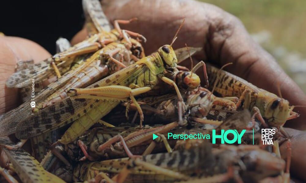 plaga de langostas afecta cultivos en Petén