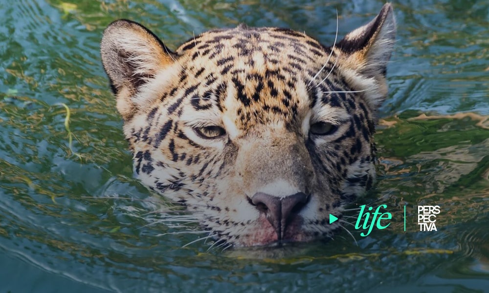 jaguar toma chapuzon