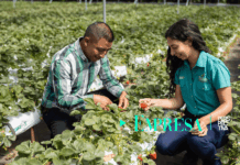 Walmart y Tierra Fértil Impulsan Fresa Hidropónica en Tecpán