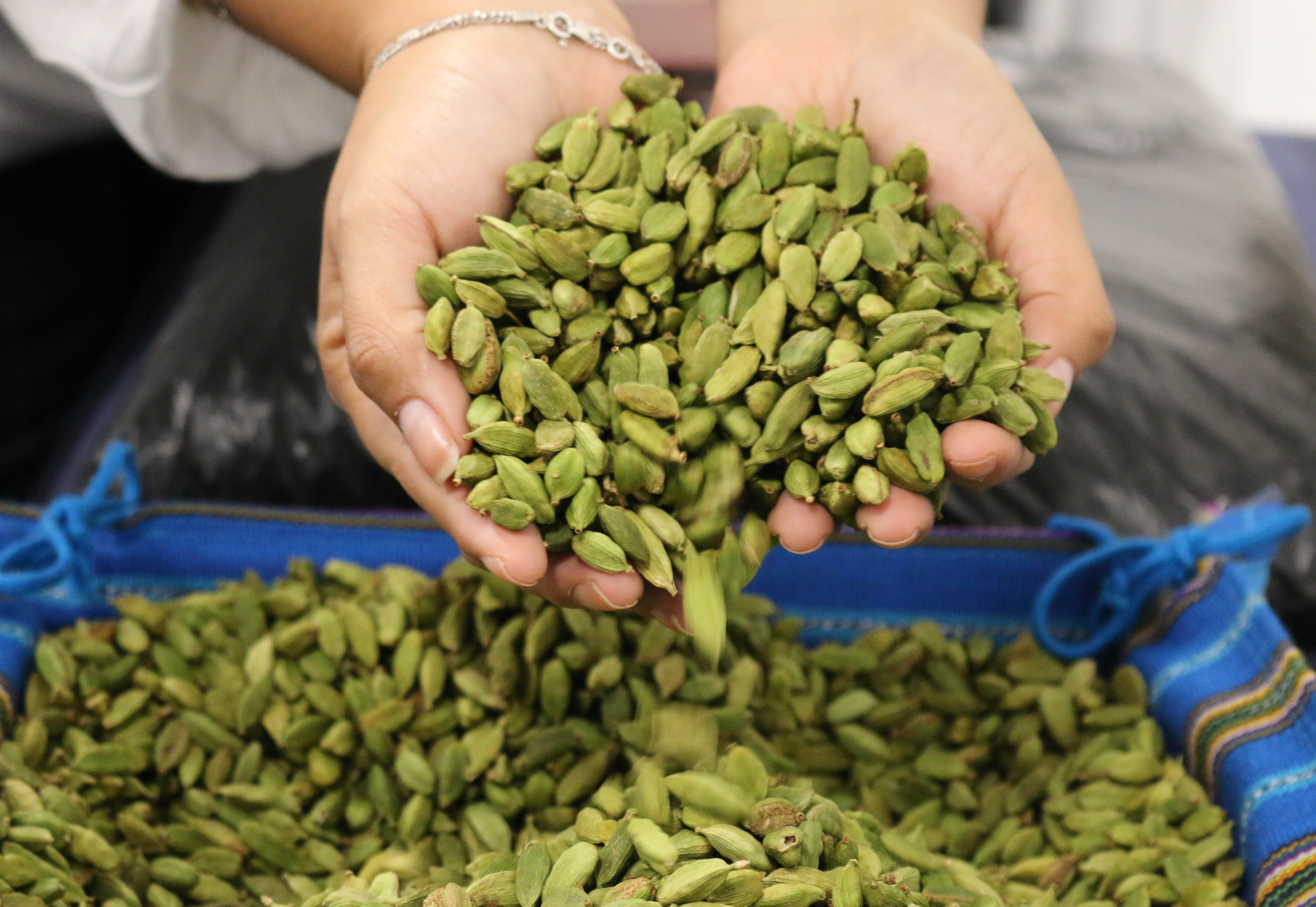 La cadena de exportación de cardamomo beneficia a 1 millón de guatemaltecos